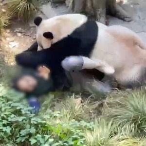 重庆动物园爆料新闻视频,神秘动物亮相,揭秘背后故事 第3张 重庆动物园爆料新闻视频,神秘动物亮相,揭秘背后故事 第3张